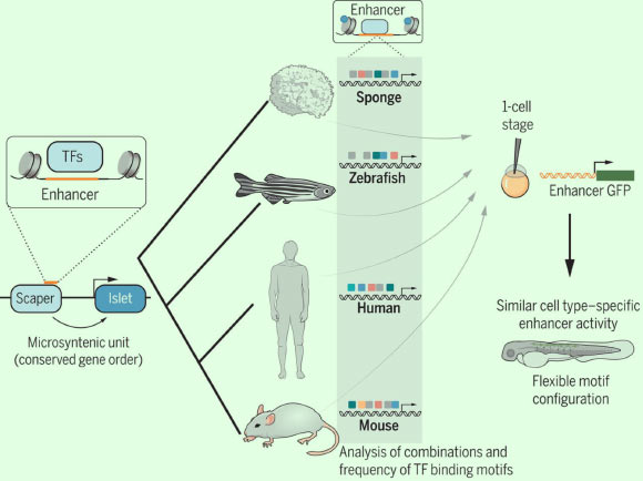 Enhancers located within conserved microsyntenic units in Amphimedon queenslandica are tested in a zebrafish transgenic reporter system. In zebrafish, the sponge Islet enhancer drives a GFP reporter expression pattern similar to that of human, mouse, and zebrafish enhancers identified within the Islet-Scaper microsyntenic region. This suggests the conservation of regulatory syntax specified by flexible organizations of motifs. Image credit: Wong et al., doi: 10.1126/science.aax8137.
