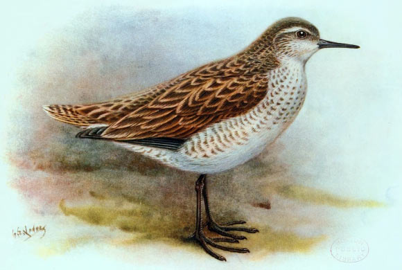 The extinct Kiritimati sandpiper (Prosobonia cancellata), a close cousin of the newly-discovered Henderson sandpiper (Prosobonia sauli). Illustration by George Edward Lodge, 1907.