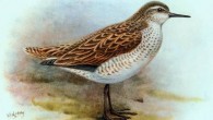 The extinct Kiritimati sandpiper (Prosobonia cancellata), a close cousin of the newly-discovered Henderson sandpiper (Prosobonia sauli). Illustration by George Edward Lodge, 1907.