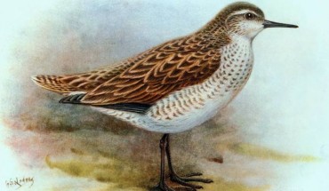 The extinct Kiritimati sandpiper (Prosobonia cancellata), a close cousin of the newly-discovered Henderson sandpiper (Prosobonia sauli). Illustration by George Edward Lodge, 1907.