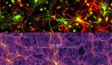 Top: neurons and glial cells. Bottom: the Millennium Simulation of the Universe. Image credit: Center for Brain Injury and Repair, University of Pennsylvania School of Medicine / Springel et al.