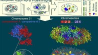 Su et al. report a multiplexed error-robust fluorescence in situ hybridization (MERFISH)-based method for genome-scale chromatin tracing and demonstrate simultaneous imaging of more than 1,000 genomic loci and nascent transcripts of more than 1,000 genes together with landmark nuclear structures. Image credit: Su et al., doi: 10.1016/j.cell.2020.07.032.