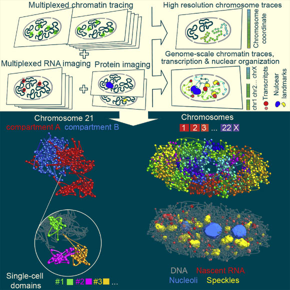 Su et al. report a multiplexed error-robust fluorescence in situ hybridization (MERFISH)-based method for genome-scale chromatin tracing and demonstrate simultaneous imaging of more than 1,000 genomic loci and nascent transcripts of more than 1,000 genes together with landmark nuclear structures. Image credit: Su et al., doi: 10.1016/j.cell.2020.07.032.
