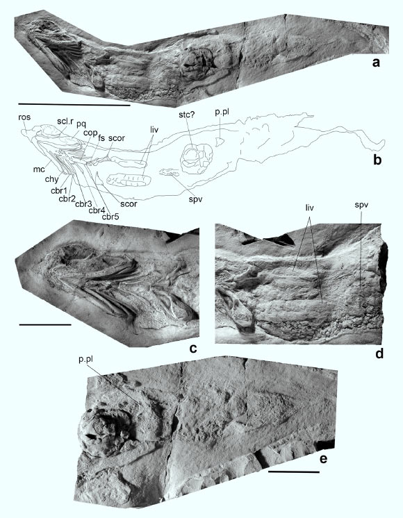 Ferromirum oukherbouchi: (a) photo and (b) line drawing of the specimen; (c) head region including parts of the rostrum, sclerotic ring, mandibular arch, hyoid arch, branchial skeleton and shoulder girdle in ventral view; (d) soft tissue remains, including liver and spiral valves; (e) pelvic and caudal region. Scale bars - 100 mm in (a, b) and 30 mm in (c-e). Abbrevations: chy – ceratohyal, cop – copula, cbr – ceratobranchials, fs - fin spine, liv – liver, mc - Meckel’s cartilage, p.pl - pelvic plate, pq – palatoquadrate, ros – rostrum, scl.r - sclerotic ring, scor – scapulocoracoid, stc - stomach content, spv - spiral valves. Image credit: Frey et al., doi: 10.1038/s42003-020-01394-2.