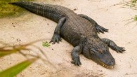 Xu et al. present the first anatomical and histological evidence of tail repair with regrowth in an archosaur, the American alligator (Alligator mississippiensis); the regrown alligator tails constituted approximately 6-18% of the total body length and were morphologically distinct from original tail segments. Image credit: Norbert Nagel / CC BY-SA 3.0.