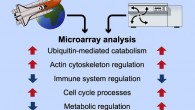 Willis et al. performed comparative transcriptomic analysis of Caenorhabditis elegans responses to varying degrees of hypergravity and to two spaceflight experiments. Image credit: Willis et al., doi: 10.1016/j.isci.2020.101734.