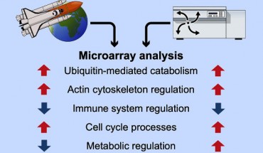 Willis et al. performed comparative transcriptomic analysis of Caenorhabditis elegans responses to varying degrees of hypergravity and to two spaceflight experiments. Image credit: Willis et al., doi: 10.1016/j.isci.2020.101734.