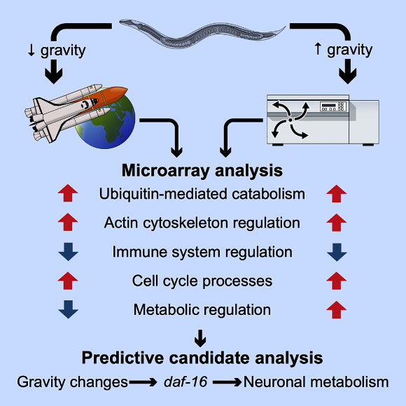 Willis et al. performed comparative transcriptomic analysis of Caenorhabditis elegans responses to varying degrees of hypergravity and to two spaceflight experiments. Image credit: Willis et al., doi: 10.1016/j.isci.2020.101734.