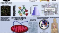 Spaceflight is known to impose changes on human physiology with unknown molecular etiologies. To reveal these causes, da Silveira et al. used a multi-omics, systems biology analytical approach using biomedical profiles from 59 astronauts and data from NASA’s GeneLab derived from hundreds of samples flown in space to determine transcriptomic, proteomic, metabolomic, and epigenetic responses to spaceflight. Image credit: da Silveira et al., doi: 10.1016/j.cell.2020.11.002.