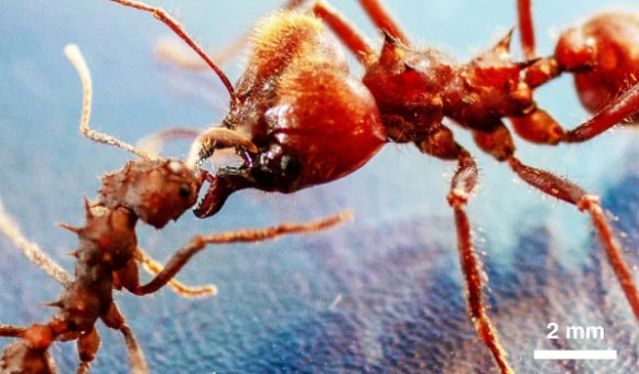 Acromyrmex echinatior worker (left) aggressively interacts with Atta cephalotes soldier (right). Image credit: Li et al., doi: 10.1038/s41467-020-19566-3.