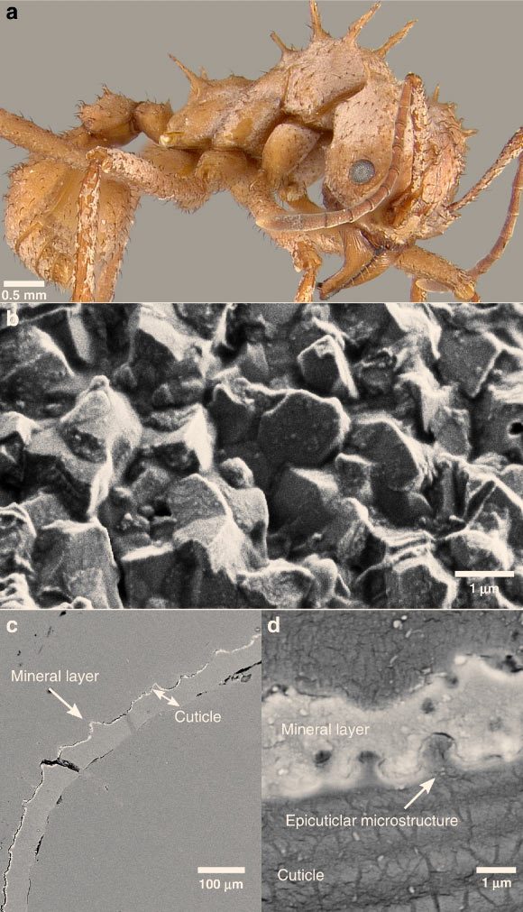 Morphological and structural characterization of minerals on the cuticle of Acromyrmex echinatior: (a) Acromyrmex echinatior ant with a whitish cuticular coating; (b) SEM image of ant cuticle with crystalline coating; (c) backscattered electron (BSE) image of a polished cuticular cross-section of an ant; this layer is brighter than the cuticle in backscattered electron mode SEM, indicating that it consists of heavier elements and is continuous, covering nearly the entire surface; (d) BSE image close-up of a polished cuticular cross-section of an ant. Image credit: Li et al., doi: 10.1038/s41467-020-19566-3.