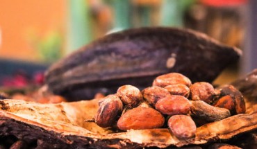 Gratton et al. show that flavanol intake leads to faster and greater brain oxygenation responses to hypercapnia, as well as higher performance only when cognitive demand is high. Image credit: Ally J.