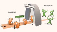 When mesenchymal stem/stromal cells (MSCs) age, the transcription factor GATA6 is increasingly produced in the cell to induce aging response; by transcription factor-based cellular reprogramming, aged MSCs are rejuvenated with a reduction in GATA6 effects on cellular aging. Image credit: AlphaMed Press.