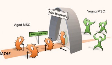 When mesenchymal stem/stromal cells (MSCs) age, the transcription factor GATA6 is increasingly produced in the cell to induce aging response; by transcription factor-based cellular reprogramming, aged MSCs are rejuvenated with a reduction in GATA6 effects on cellular aging. Image credit: AlphaMed Press.