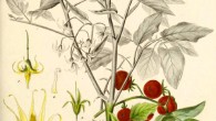 Solanum pimpinellifolium in Botanisk tidsskrift, 1872.
