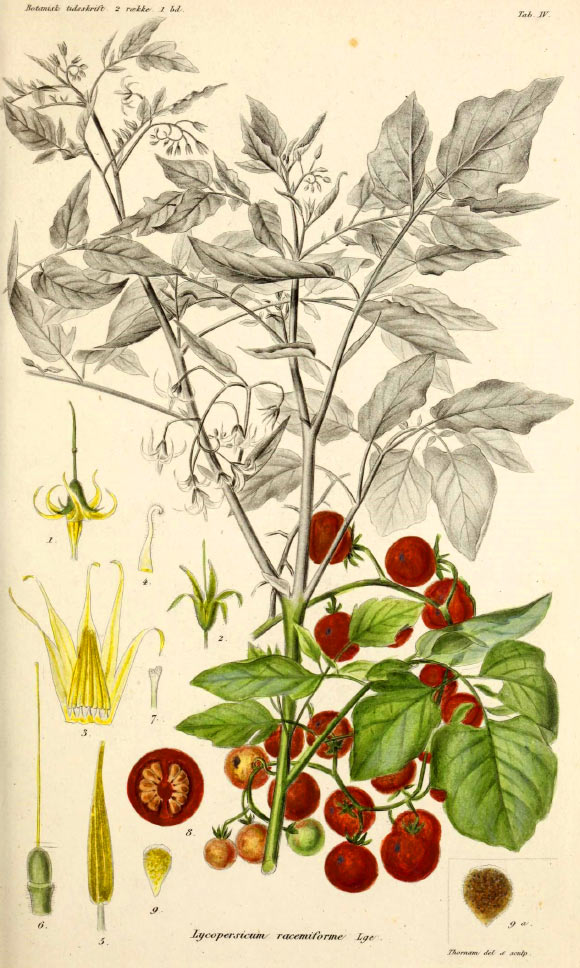 Solanum pimpinellifolium in Botanisk tidsskrift, 1872.