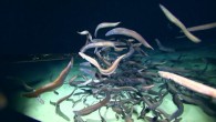 Ilyophis arx eels swarm around a small bait package deployed on the summit of an unnamed abyssal seamount in the southwestern Clarion-Clipperton Zone in the central Pacific Ocean. Image credit: Deep Sea Fish Ecology Lab, University of Hawaii.