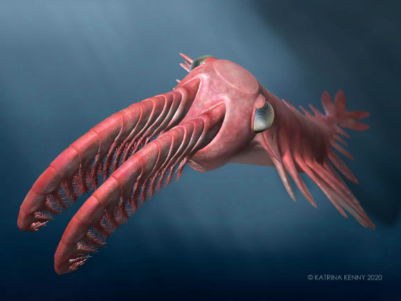 An artist’s reconstruction of ‘Anomalocaris’ briggsi. Image credit: Katrina Kenny.