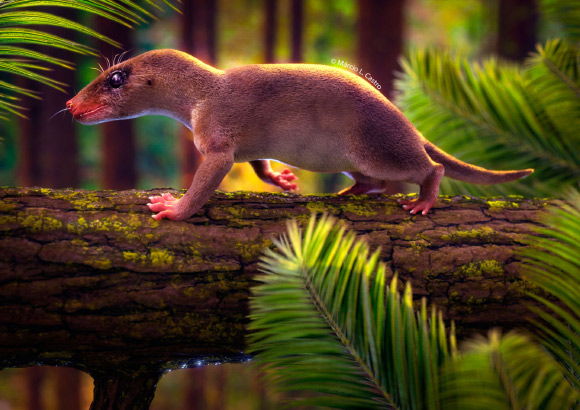 Life reconstruction of Agudotherium gassenae. Image credit: Márcio L. Castro.