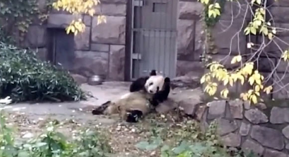 Beta-caryophyllene and caryophyllene oxide-induced horse manure rolling behavior of Ginny, the giant panda at Beijing Zoo. Image credit: Zhou et al., doi: 10.1073/pnas.2004640117.