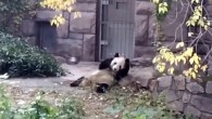 Beta-caryophyllene and caryophyllene oxide-induced horse manure rolling behavior of Ginny, the giant panda at Beijing Zoo. Image credit: Zhou et al., doi: 10.1073/pnas.2004640117.