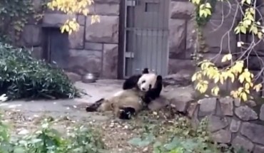 Beta-caryophyllene and caryophyllene oxide-induced horse manure rolling behavior of Ginny, the giant panda at Beijing Zoo. Image credit: Zhou et al., doi: 10.1073/pnas.2004640117.