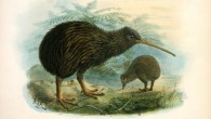 A pair of kiwi by John Gerrard Keulemans in A history of the birds of New Zealand, 1873. Image credit: National Library NZ.
