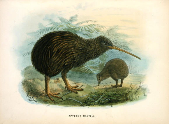 A pair of kiwi by John Gerrard Keulemans in A history of the birds of New Zealand, 1873. Image credit: National Library NZ.