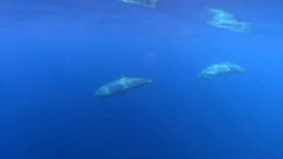Possibly a new species of beaked whale. Image credit: Simon Ager / Sea Shepherd.