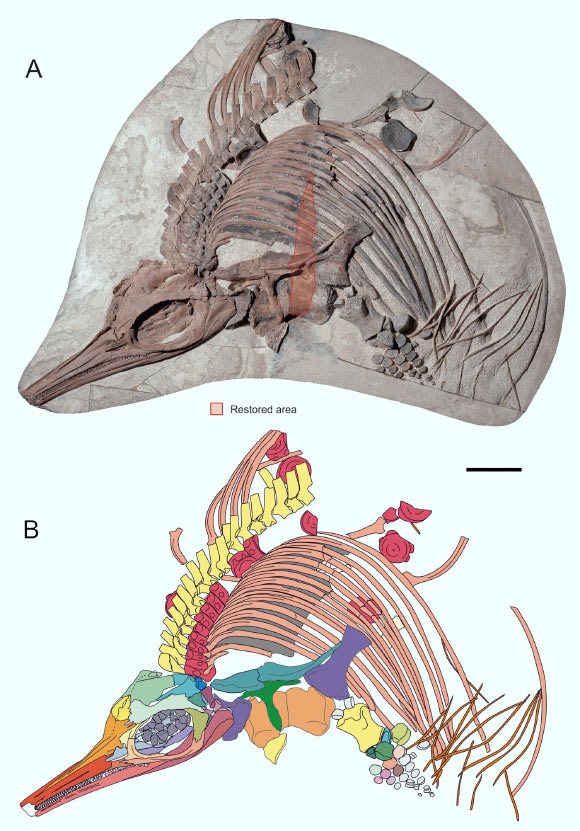 The main block of Thalassodraco etchesi: (A) photograph showing area restored during preparation; (B) interpretive drawing of anterior portion of the skeleton. Scale bar - 30 cm. Image credit: Jacobs & Martill, doi: 10.1371/journal.pone.0241700.