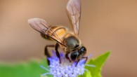 An eastern honeybee (Apis cerana). Image credit: Rushen B.