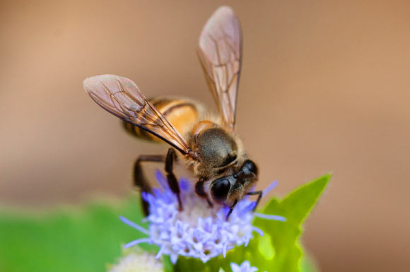 An eastern honeybee (Apis cerana). Image credit: Rushen B.