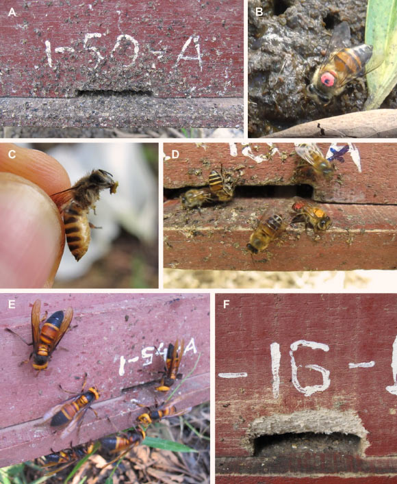 Apis cerana defended their colonies from group attack by Vespa soror by applying fecal spots around hive entrances: (A) a hive front with heavy fecal spotting around the entrance opening; (B) a marked Apis cerana forager on a dung pile; (C) a forager holding a clump of fecal solids in her mandibles, captured after leaving a dung pile; (D) a forager applying a fecal spot to a hive front after being paint marked on a dung pile; (E) an entrance-focused group attack on a colony by six Vespa soror workers; (F) damage to a hive entrance after entrance margins were chewed on by Vespa soror workers (the attack was stopped by experimenters before the nest was breached). Image credit: Mattila et al., doi: 10.1371/journal.pone.0242668.
