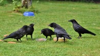 Pika et al. conducted the first systematic, quantitative large-scale assessment of physical and social cognitive performance of common ravens (Corvus corax) with a special focus on development. Image credit: Ralph Capri23auto.