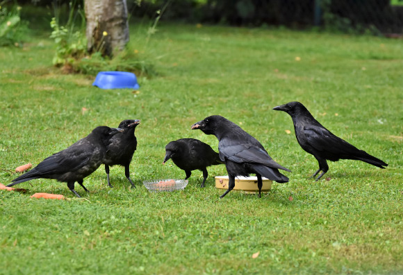 Pika et al. conducted the first systematic, quantitative large-scale assessment of physical and social cognitive performance of common ravens (Corvus corax) with a special focus on development. Image credit: Ralph Capri23auto.