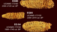 Three roughly 2,000-year-old corn cobs from the El Gigante rock shelter site in Honduras. Image credit: Thomas Harper.