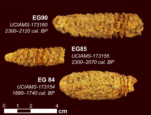 Three roughly 2,000-year-old corn cobs from the El Gigante rock shelter site in Honduras. Image credit: Thomas Harper.