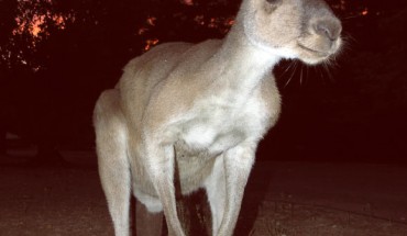 The western gray kangaroo (Macropus fuliginosus) in Donnelly Mills, Western Australia. Image credit: Sean Mack / CC BY-SA 3.0.