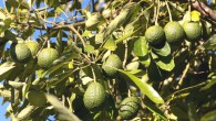 Fresh Hass avocado intake over a 12-week period resulted in changes to the fecal microbiota and increased concentrations of microbially derived metabolites among adults with overweight and obesity. Image credit: Sandid.