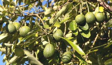 Fresh Hass avocado intake over a 12-week period resulted in changes to the fecal microbiota and increased concentrations of microbially derived metabolites among adults with overweight and obesity. Image credit: Sandid.