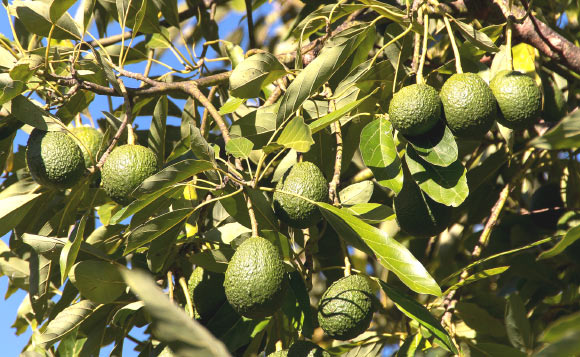 Fresh Hass avocado intake over a 12-week period resulted in changes to the fecal microbiota and increased concentrations of microbially derived metabolites among adults with overweight and obesity. Image credit: Sandid.