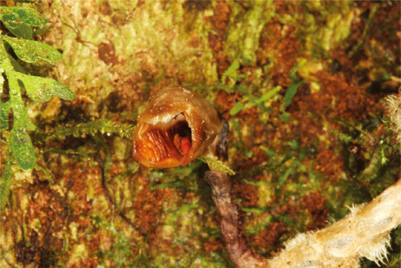 The flower of Gastrodia agnicellus, showing the stem and part of the rhizome. Image credit: Rick Burian.