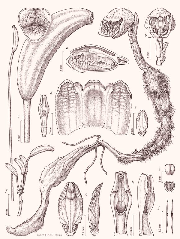 Gastrodia agnicellus: (a) l/s flower, (b) habit and flower, face view, (c) fruit and t/s fruit, (d) column, (e) corolla opened and lip, (f) fruit, short stem and long stem, (g) lip & lip side view, (h) column, and column side view, (i) anther cap, (j) seed, side view and face view. Image credit: Deborah Lambkin.