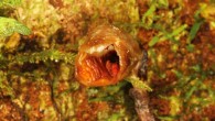 The flower of Gastrodia agnicellus, showing the stem and part of the rhizome. Image credit: Rick Burian.