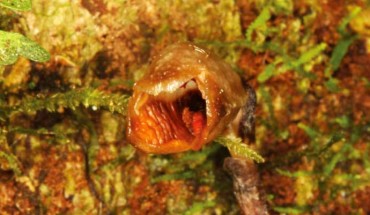 The flower of Gastrodia agnicellus, showing the stem and part of the rhizome. Image credit: Rick Burian.