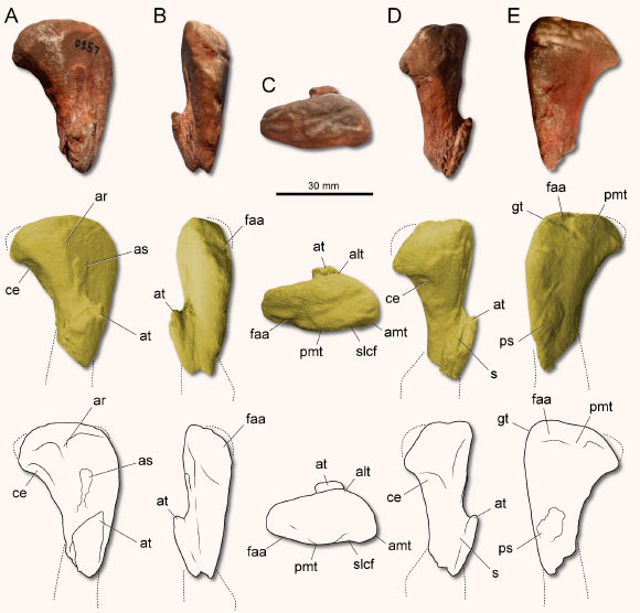 A partial left femur of Erythrovenator jacuiensis. Image credit: Müller et al., doi: 10.1016/j.jsames.2020.103026.
