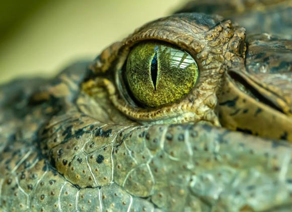 Paludirex vincenti belongs to Mekosuchinae, an extinct subfamily of crocodylids from Australia and the South Pacific. Image credit: University of Queensland.