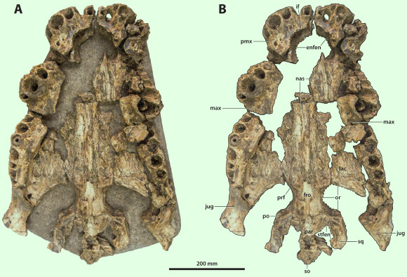 Paludirex vincenti, partial skull in ventral view: (A) non-annotated photograph of the specimen as embedded in a concrete slab, and (B) annotated photograph, with the concrete slab digitally removed. Abbreviations: enfen - external narial fenestra, fro – frontal, if - incisive foramen, jug – jugal, lac – lacrimal, max – maxilla, nas – nasals, or – orbit, par – parietal, pmx – premaxilla, po – postorbital, prf – prefrontal, so – supraoccipital, sq – squamosal, stfen - supratemporal fenestra. Image credit: Ristevski et al., doi: 10.7717/peerj.10466.