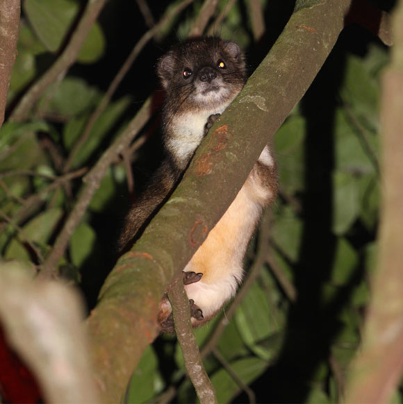 A female tree hyrax in Ngangao Forest, Taita Hills, Kenya. Image credit: Hanna Rosti.