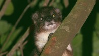A female tree hyrax in Ngangao Forest, Taita Hills, Kenya. Image credit: Hanna Rosti.